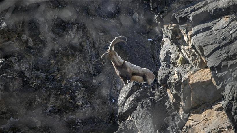 Milli Parkta Yaban Keçileri: Yaşamın Zorlu Noktaları ve Koruma