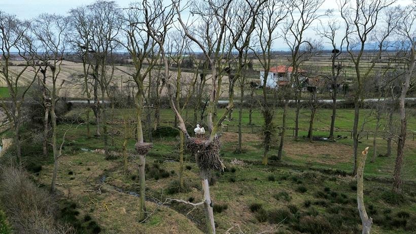 Leşek ve Doğanın Büyüsü