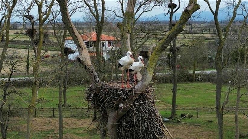 Bir Doğa Şovu: Leyleklerin İmparatorluğu
